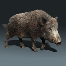 Wild Boar(FUR)(RIGGED)